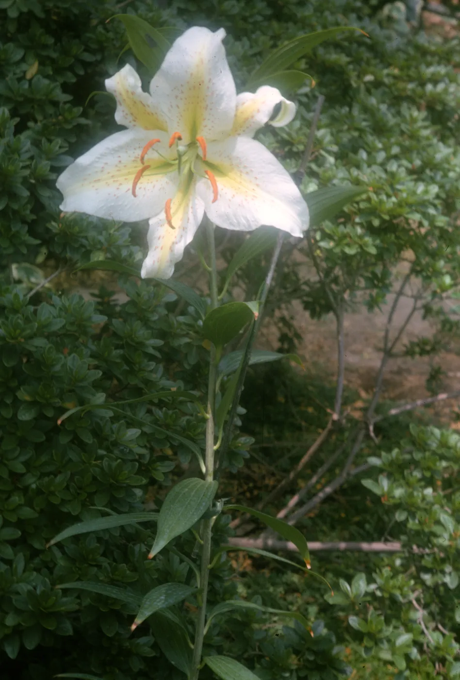 Lilium longiflorum