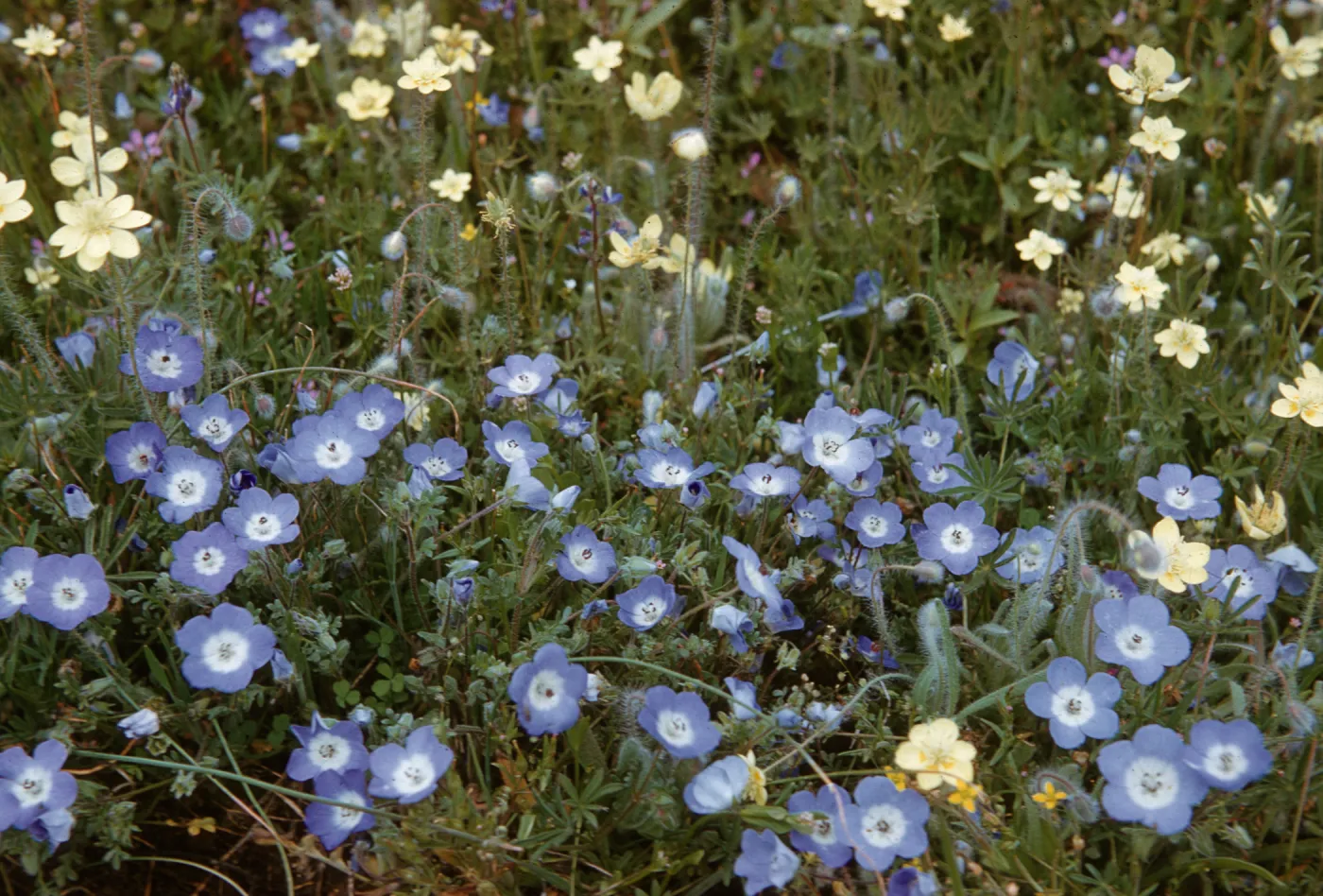 Nemophila menziesii, Platystemon californicus