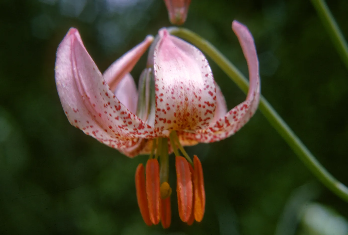 Lilium kelloggii