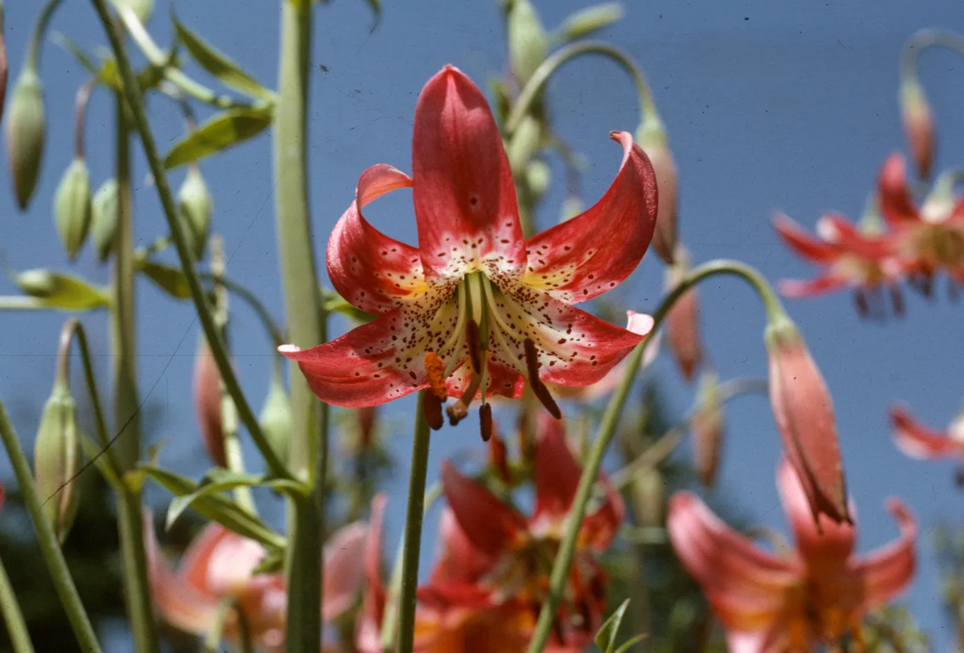 Lilium kelloggii, hybrid
