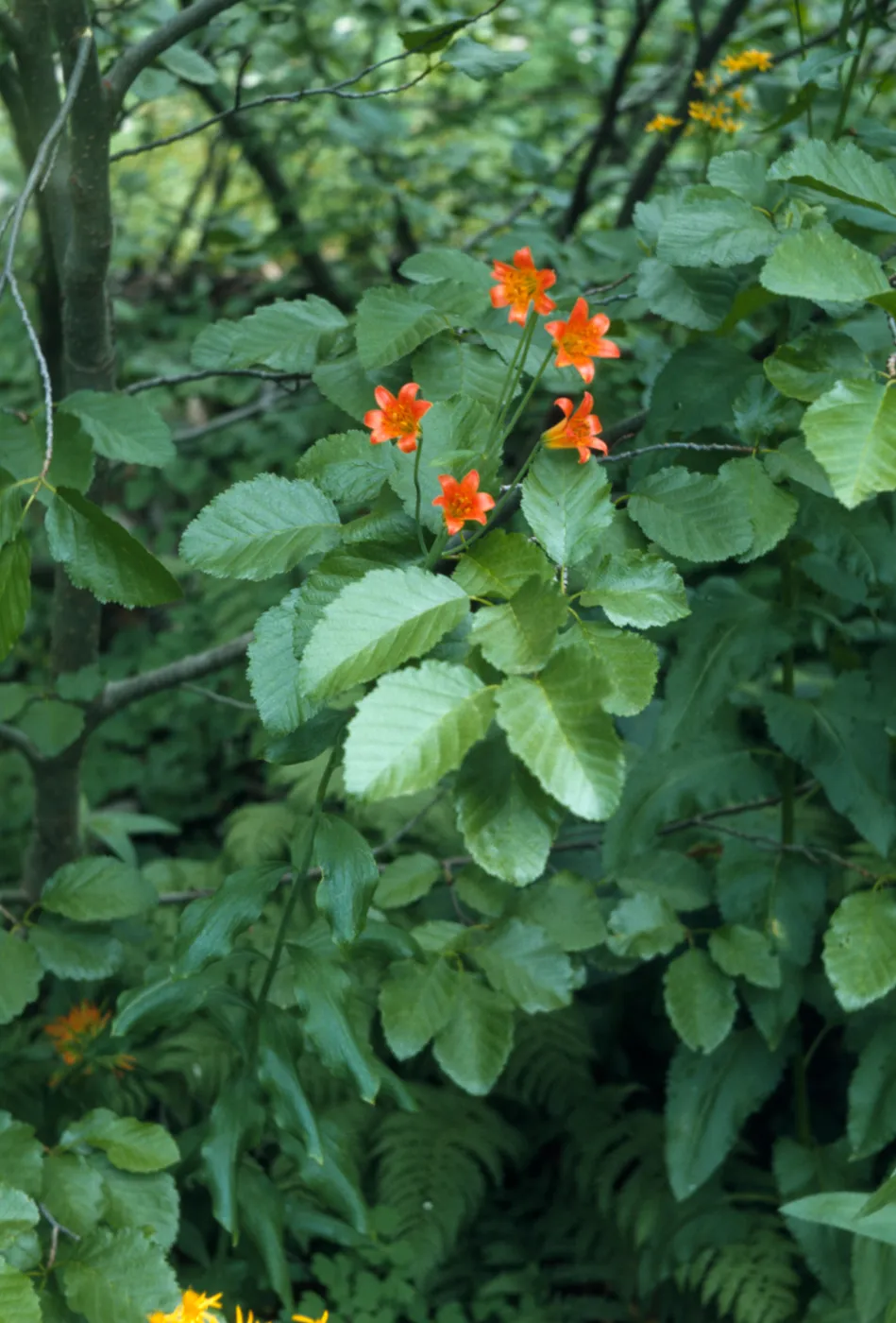 Lilium parvum, Echo Lake
