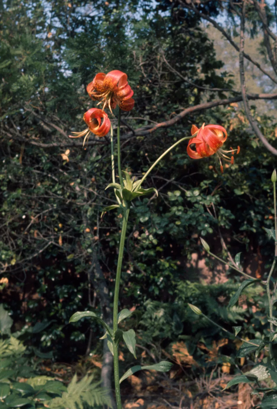 Lilium pitkinense