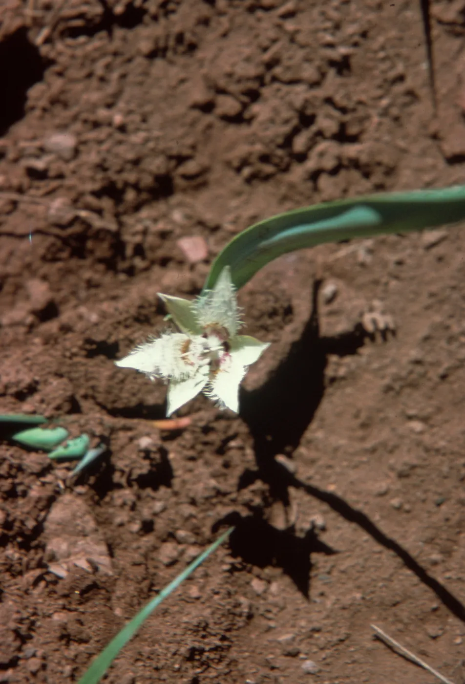 Calochortus coeruleus var. westonii