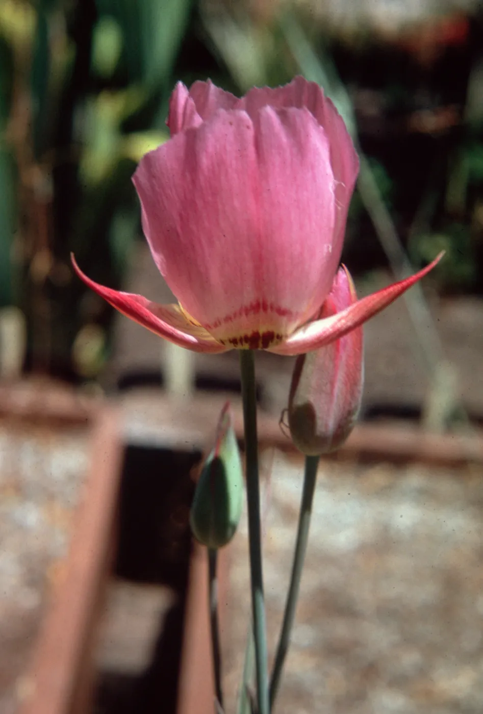 Calochortus greenei