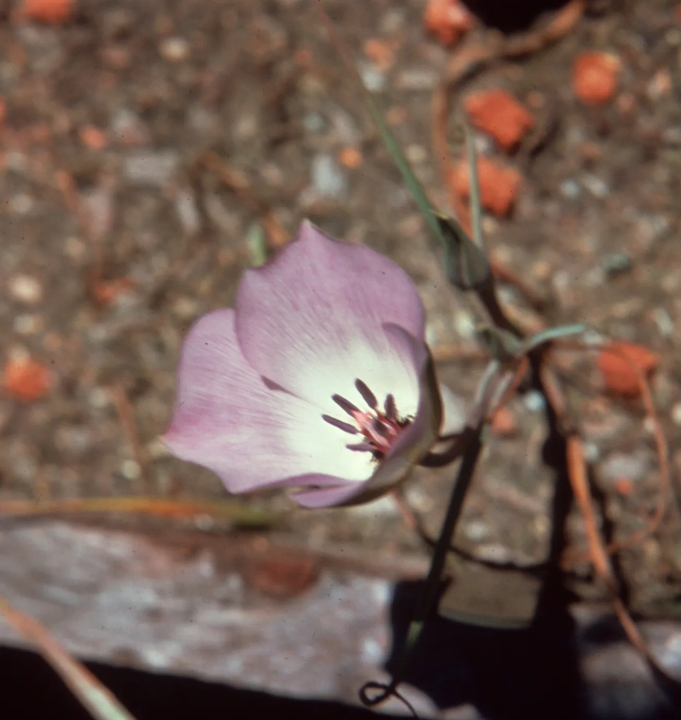 Calochortus invenustus