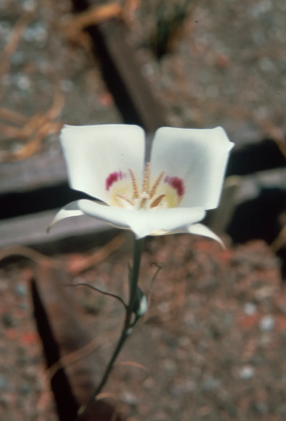 Calochortus macrocarpus var. macrocarpus