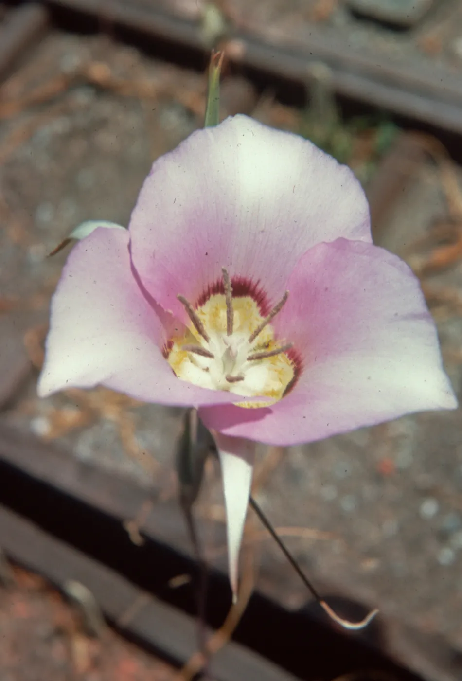 Calochortus macrocarpus