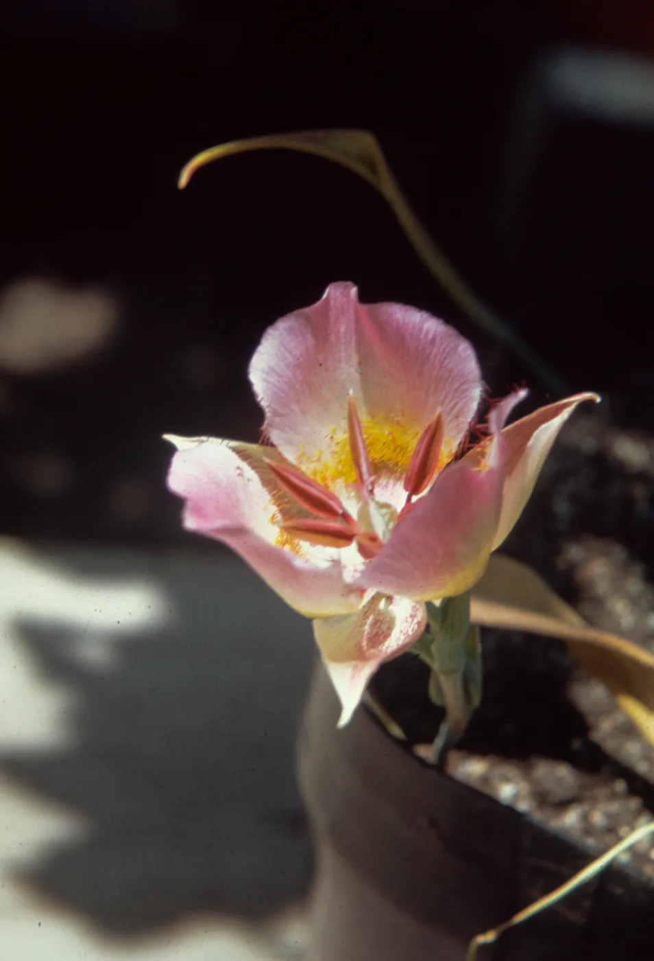 Calochortus persistens