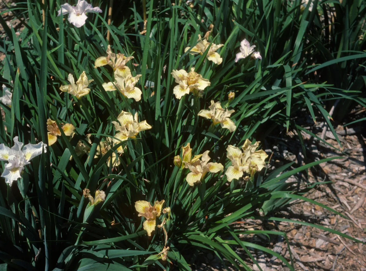 Iris Hybrid Buff Colored