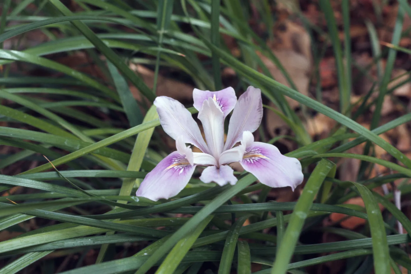 Pacific hybrid, Carole Cabeen, from R. Richards