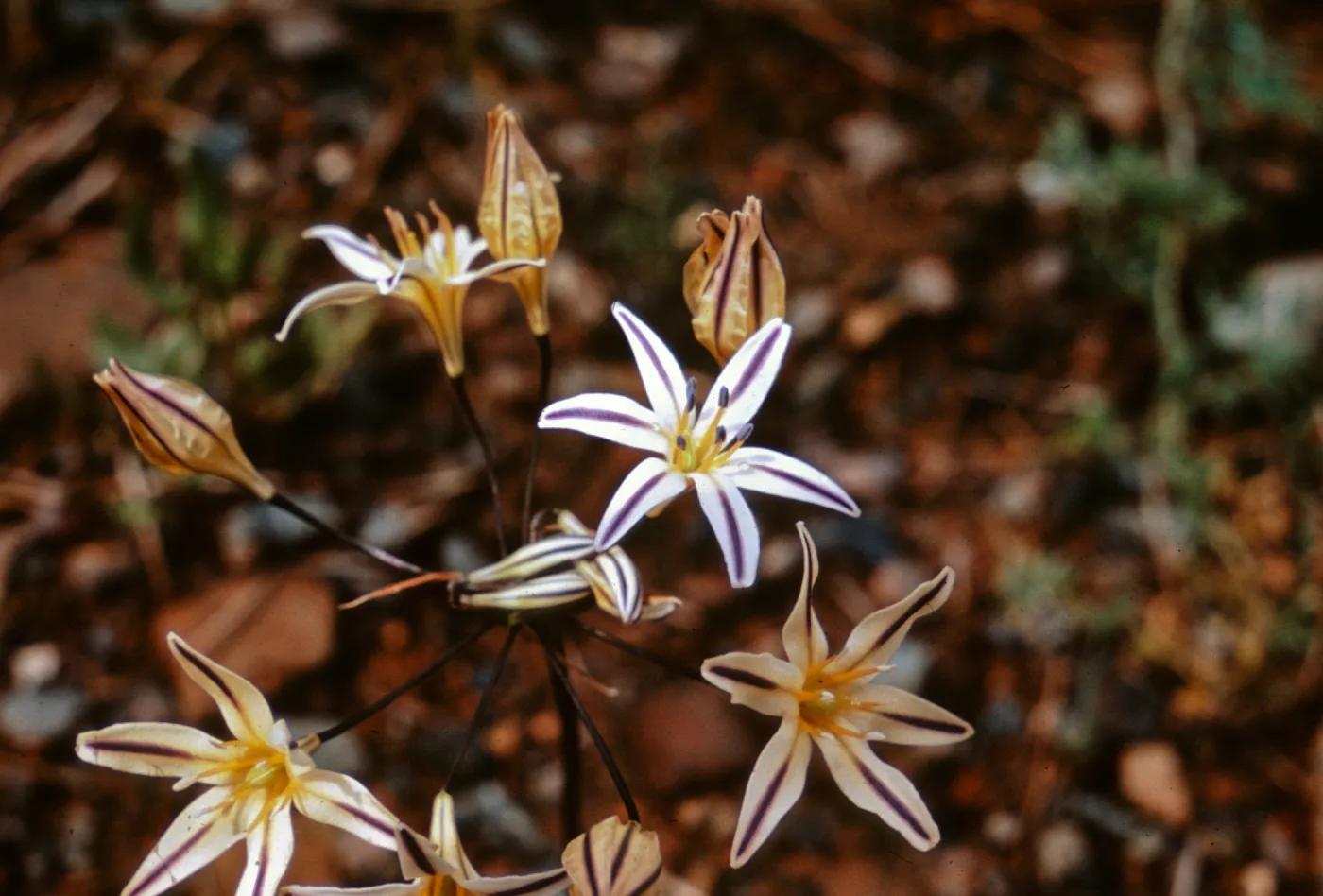 Brodiaea hendersonii, Jackson County, Oregon