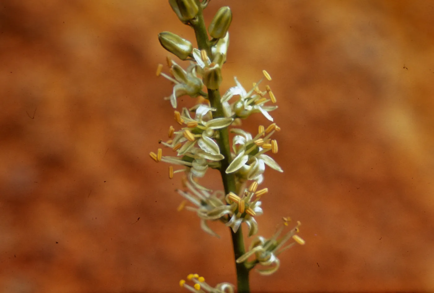 Chlorogalum angustifolium, Josephine County, Oregon