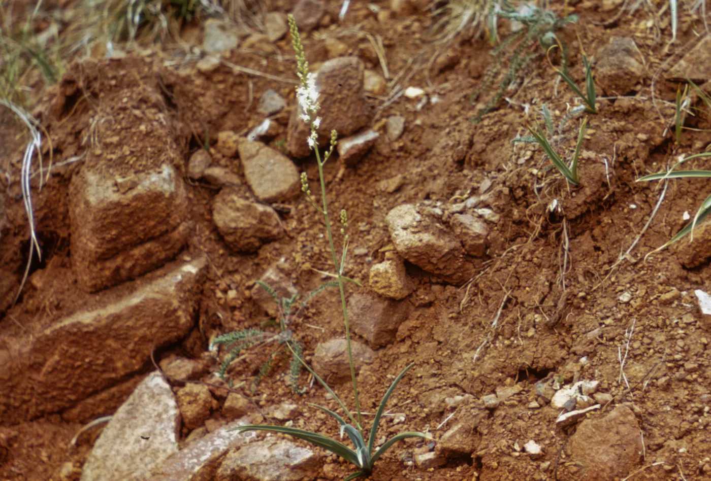 Chlorogalum angustifolium, Josephine County, Oregon