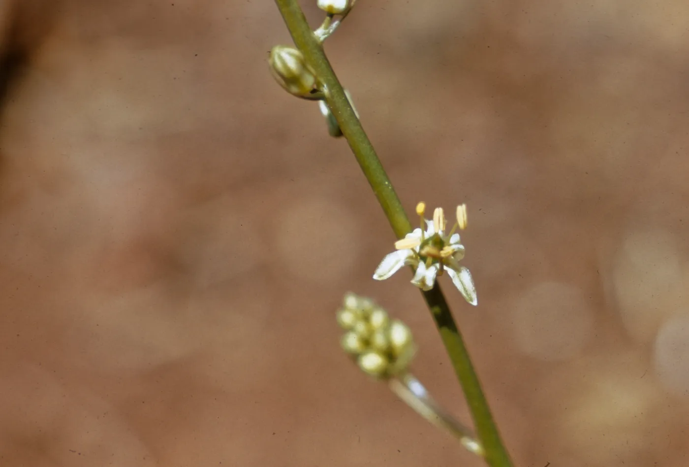 Chlorogalum parviflorum, Josephine County, Oregon
