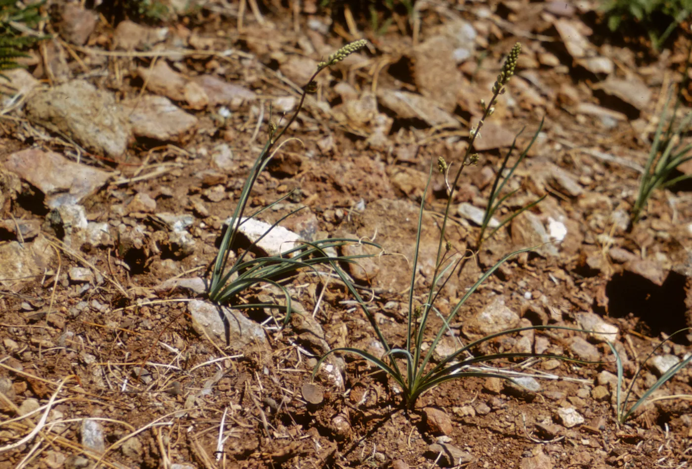Chlorogalum parviflorum, Josephine County, Oregon