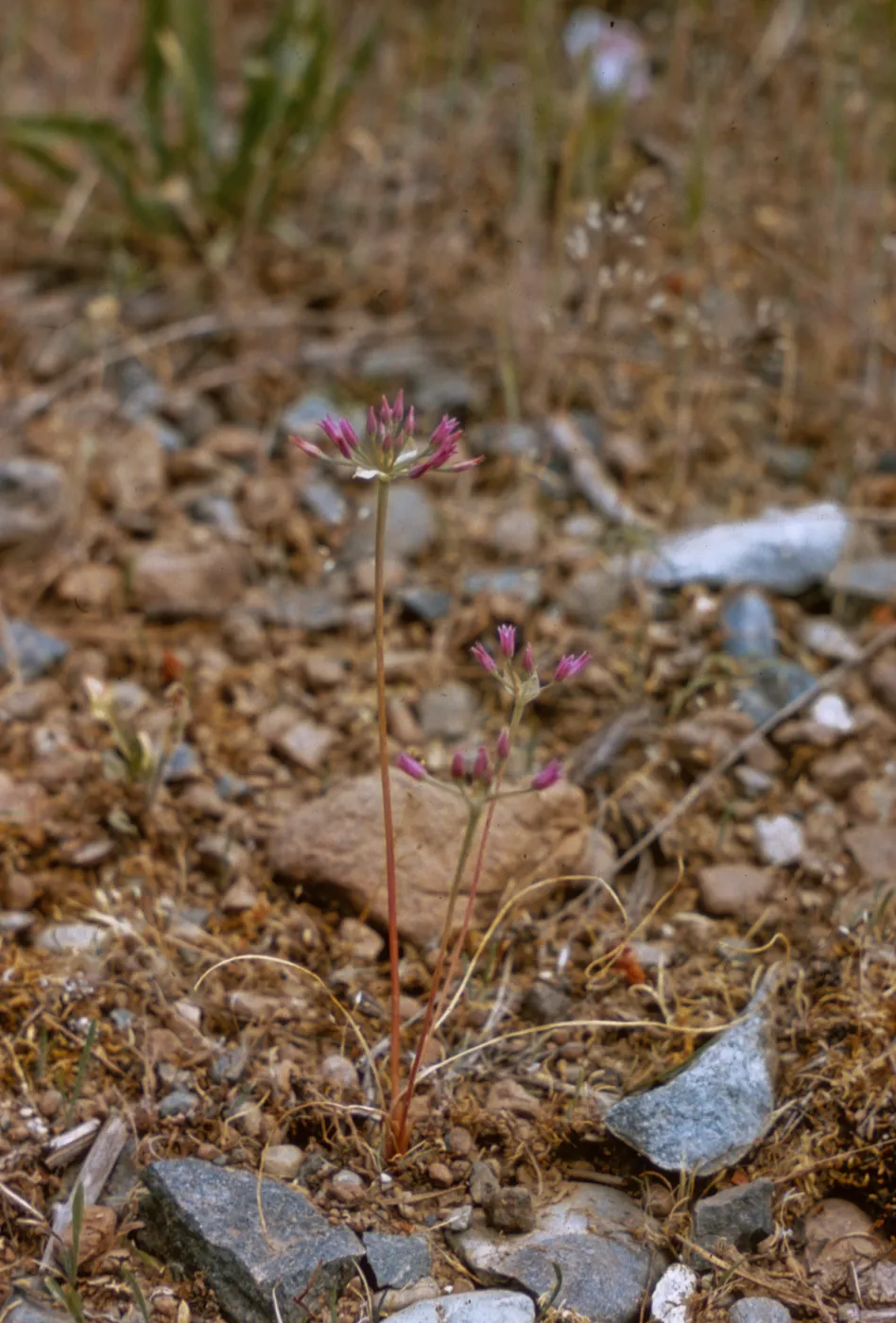 Allium siskiyouense, Josephine County, Oregon