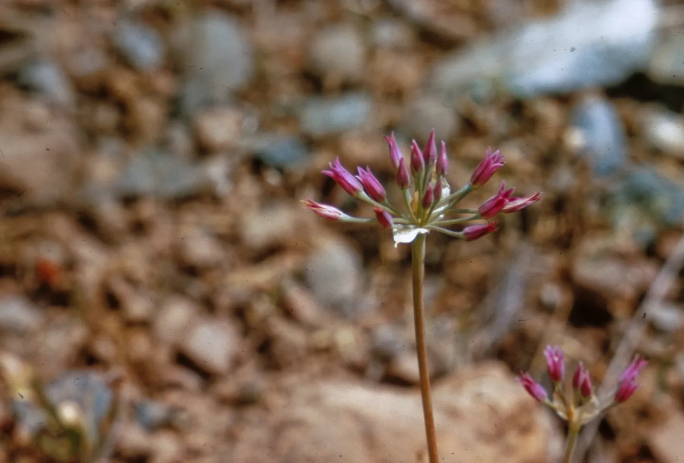 Allium siskiyouense, Josephine County, Oregon