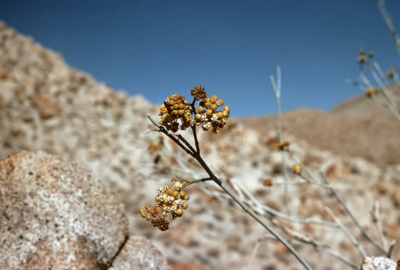 Asclepias albicans, Anzo-Borrego State Park