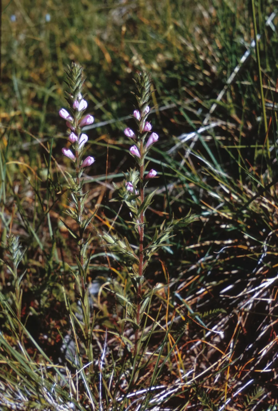 Cordylanthus viscidus, Josephine County, Oregon