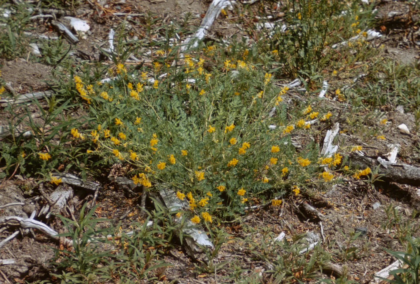 Corydalis aurea, Yukon Territory