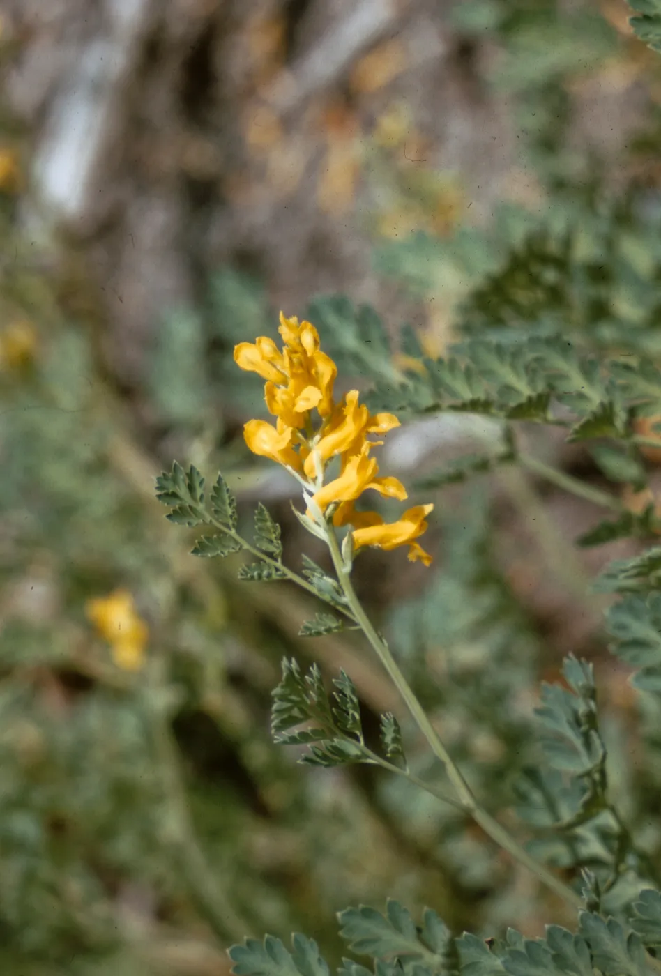 Corydalis aurea, Yukon Territory
