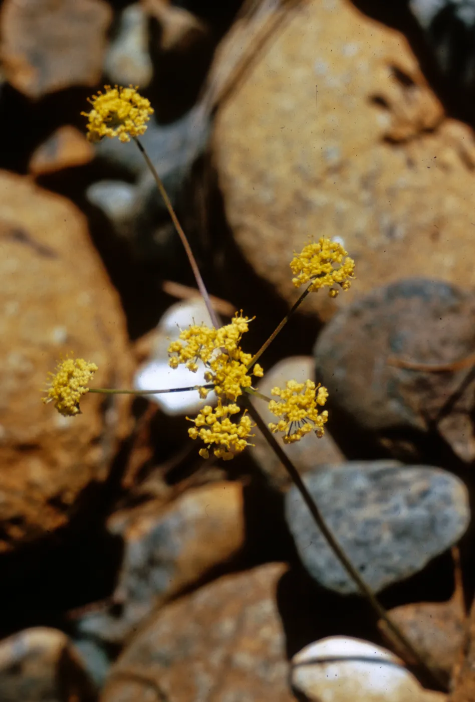 Lomatium triternatum, Josephine County, Oregon