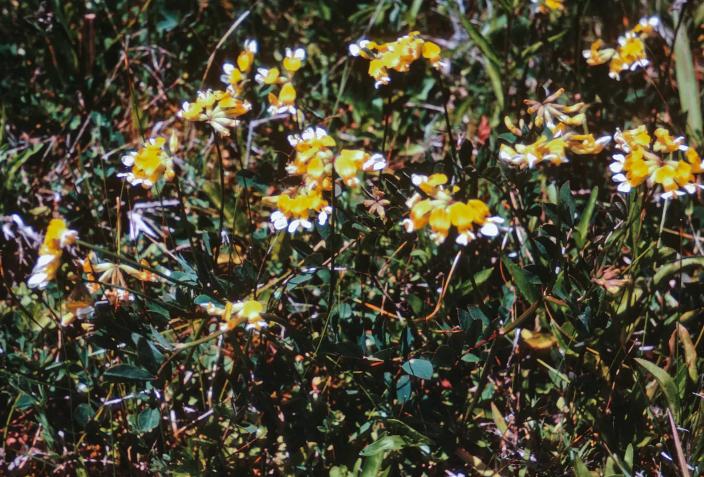 Lotus pinnatus, Josephine County, Oregon
