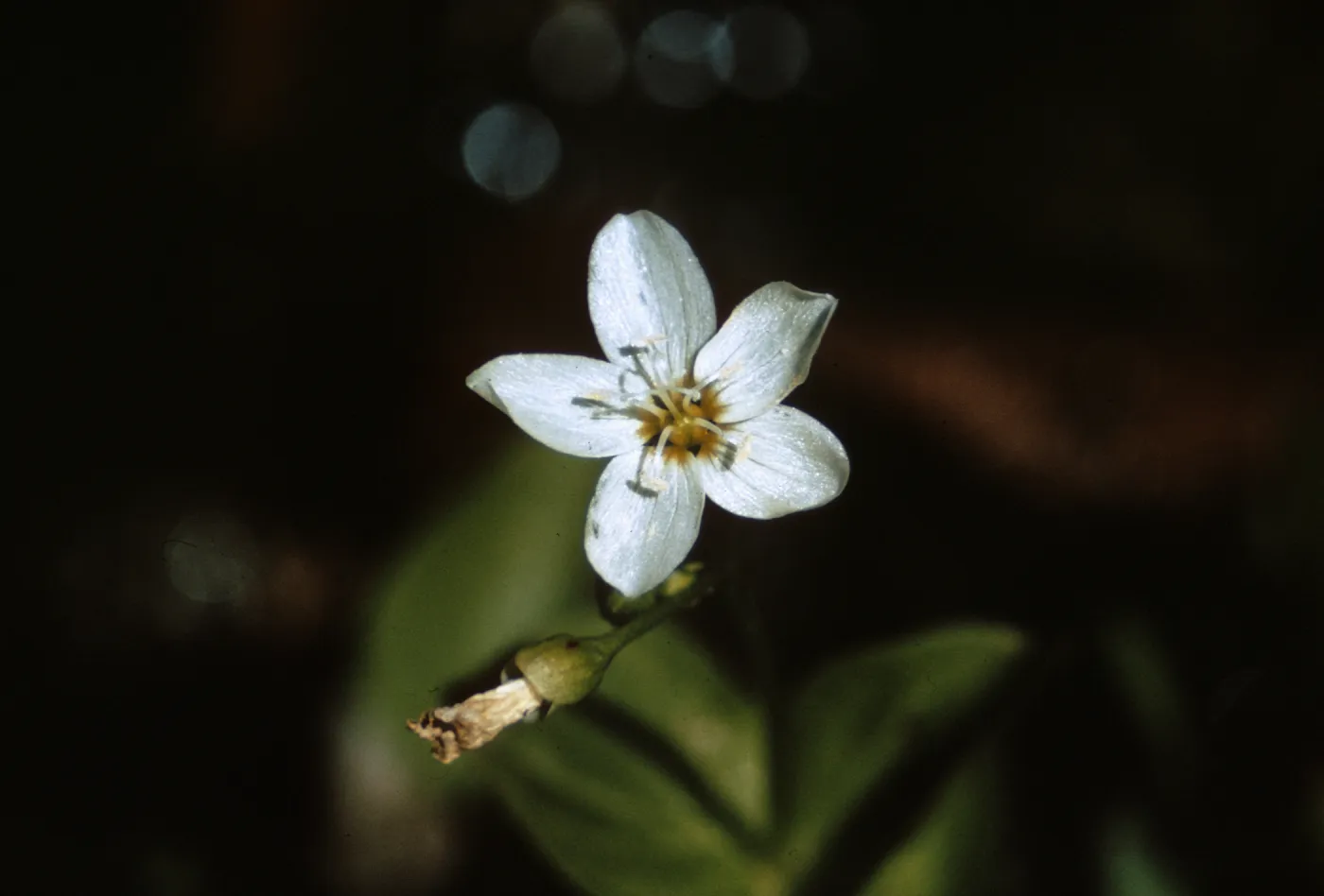 Montia cordifolia, Josephine County, Oregon