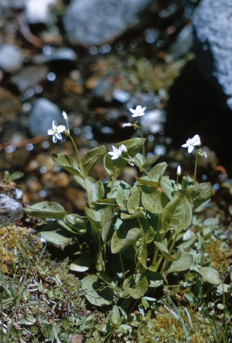 Montia cordifolia, Josephine County, Oregon