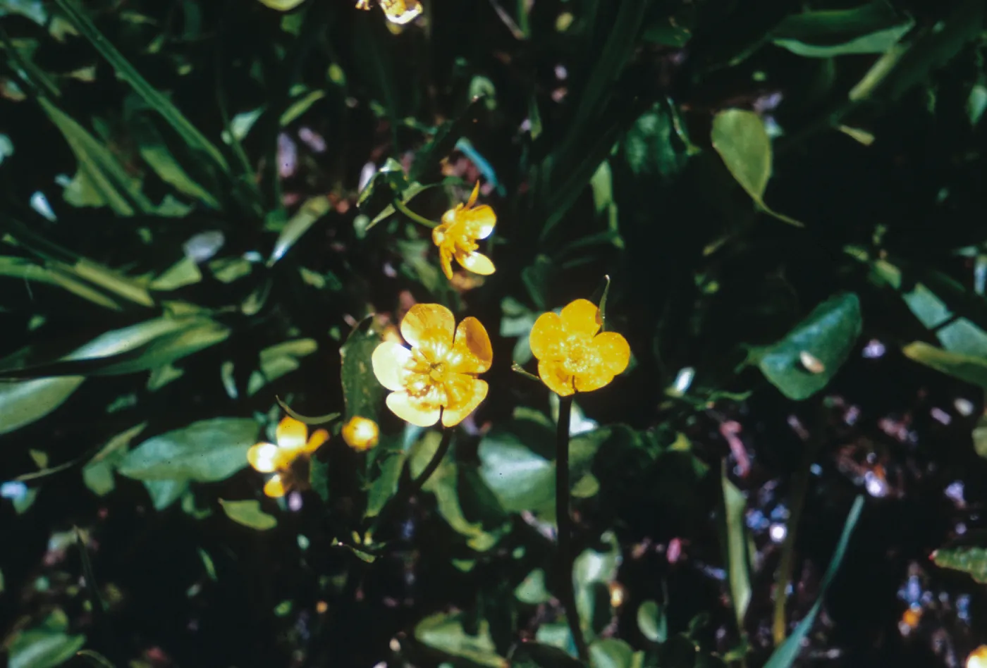 Ranunculus populago, Josephine County, Oregon