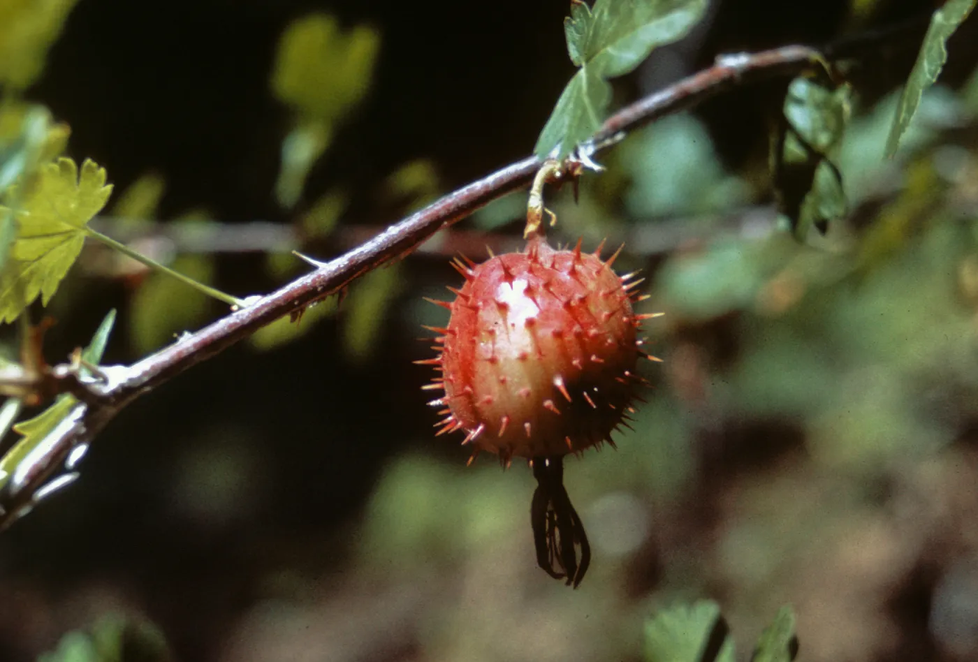Ribes marshallii, Josephine County, Oregon