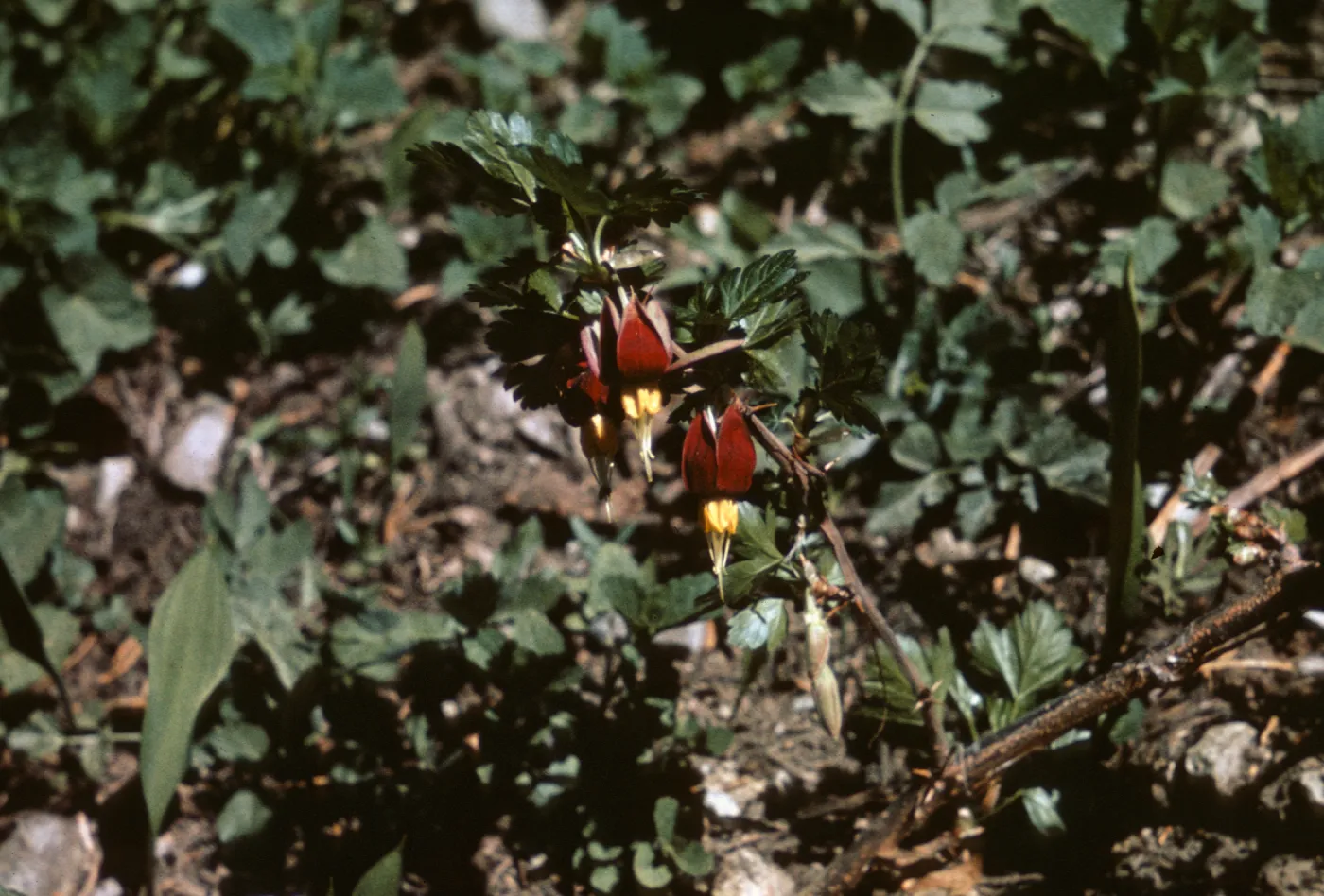 Ribes marshallii, Josephine County, Oregon