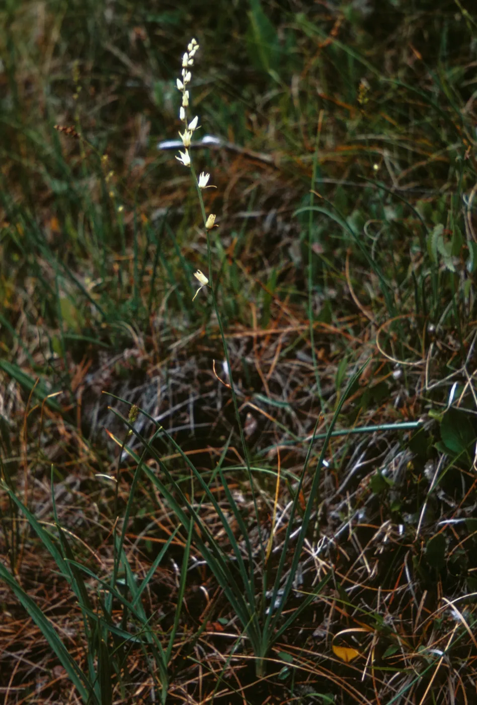 Schoenolirion bracteosum, Josephine County, Oregon