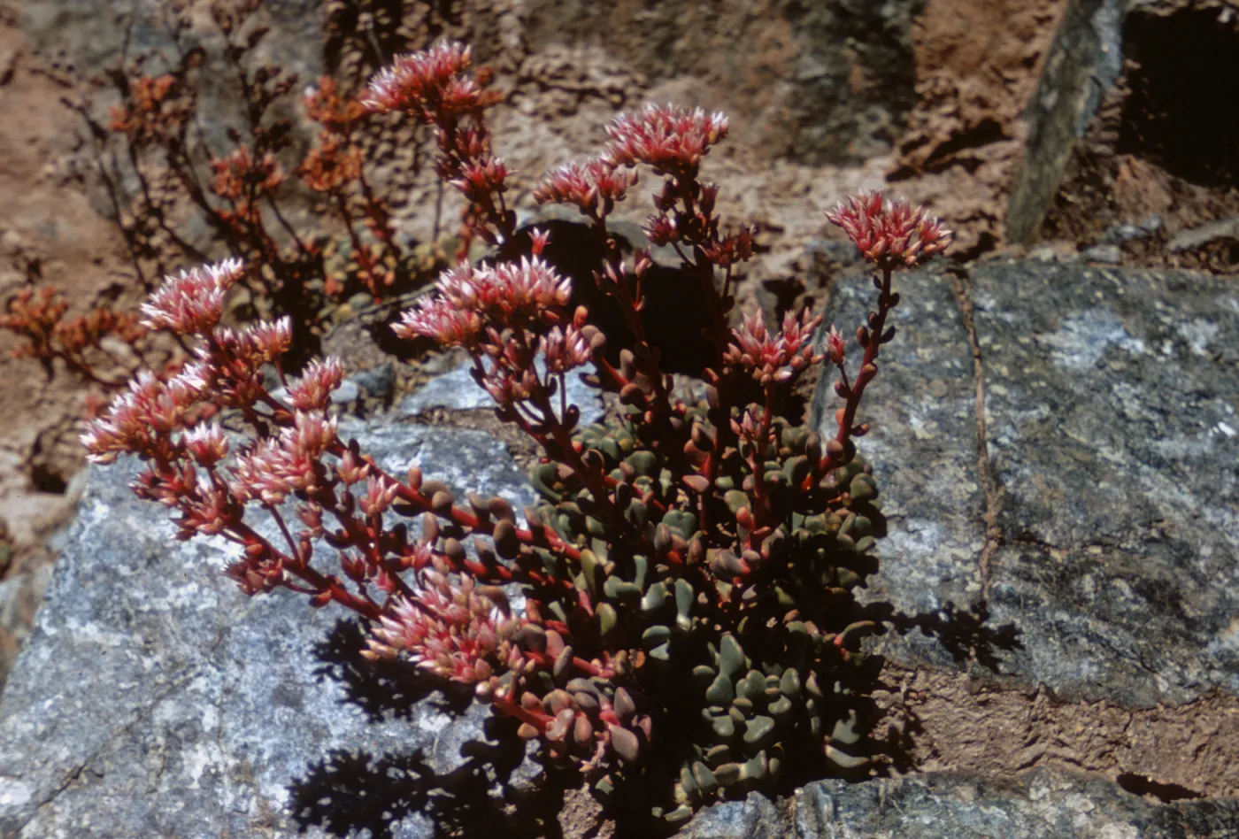 Sedum laxum ssp. heckneri, Humbolt County, California
