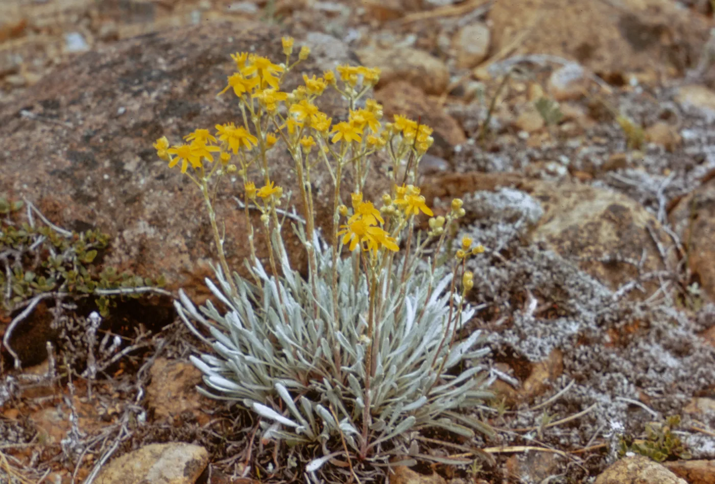 Senecio canus s. howellii, Josephine County, Oregon