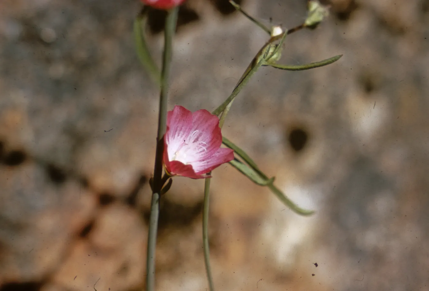 Sidalcea robusta s. asprella, Josephine County, Oregon