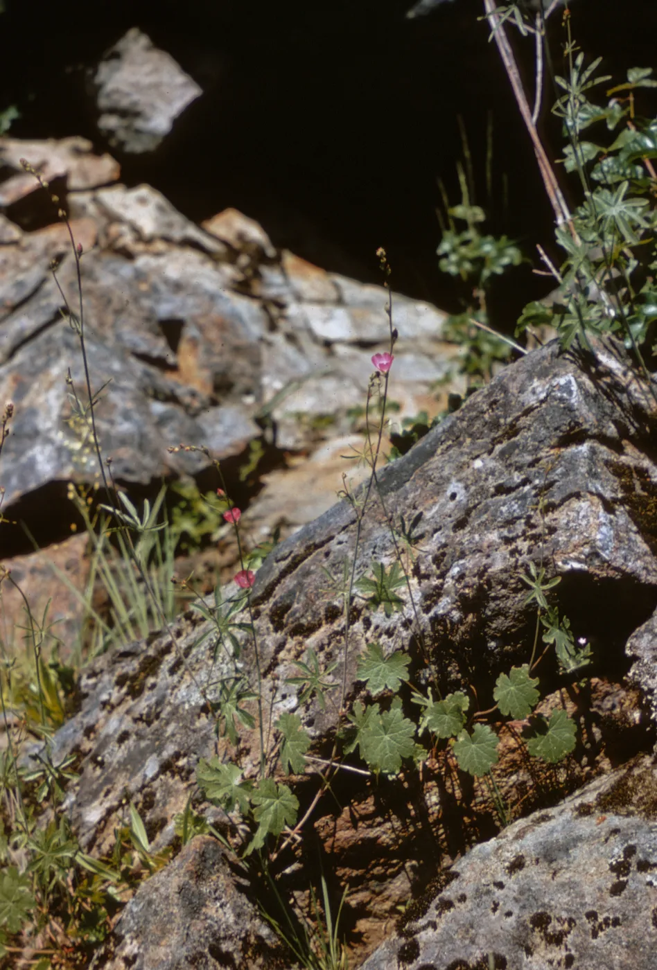 Sidalcea robusta s. asprella, Josephine County, Oregon