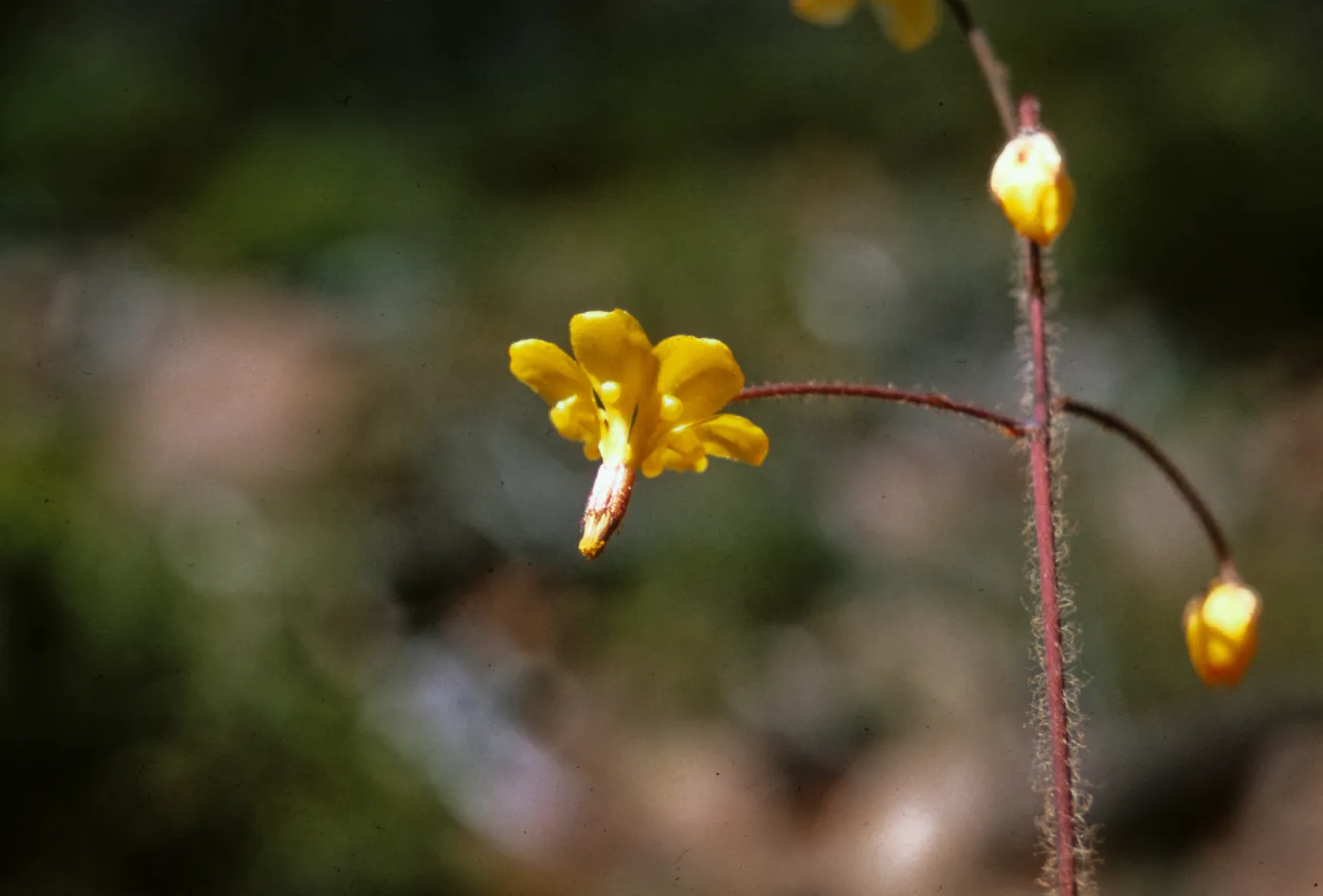 Vancouveria chrysantha, Josephine County, Oregon
