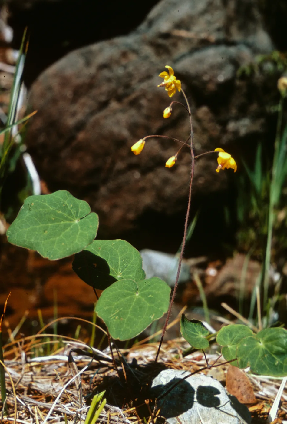 Vancouveria chrysantha, Josephine County, Oregon