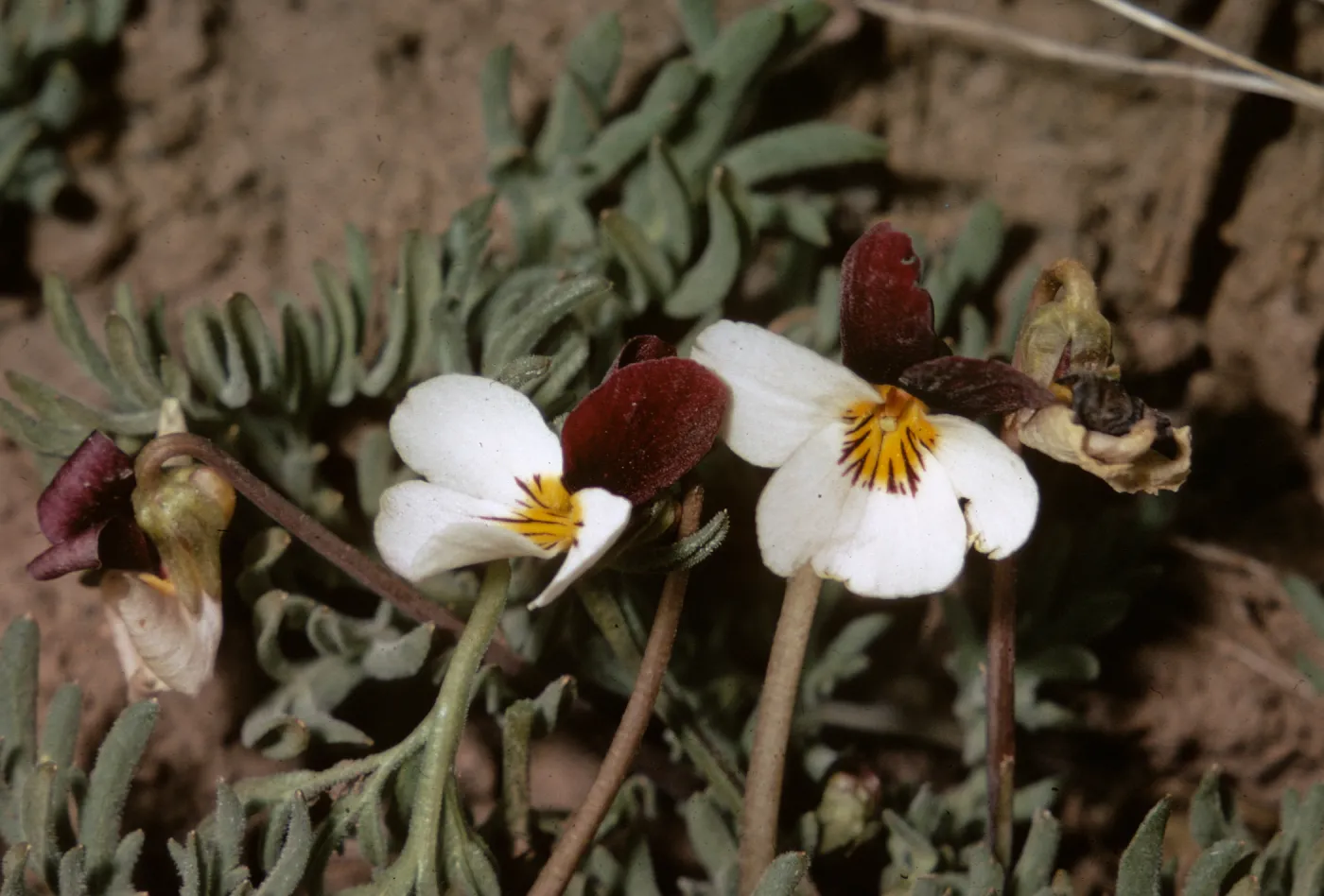 Viola beckwithii, Klamath County, Oregon