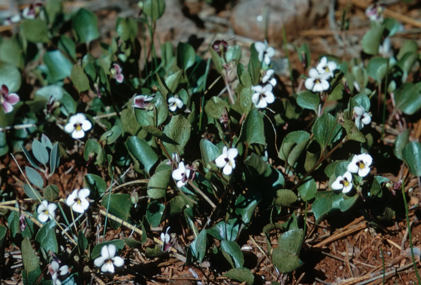 Viola cuneata, Josephine County, Oregon
