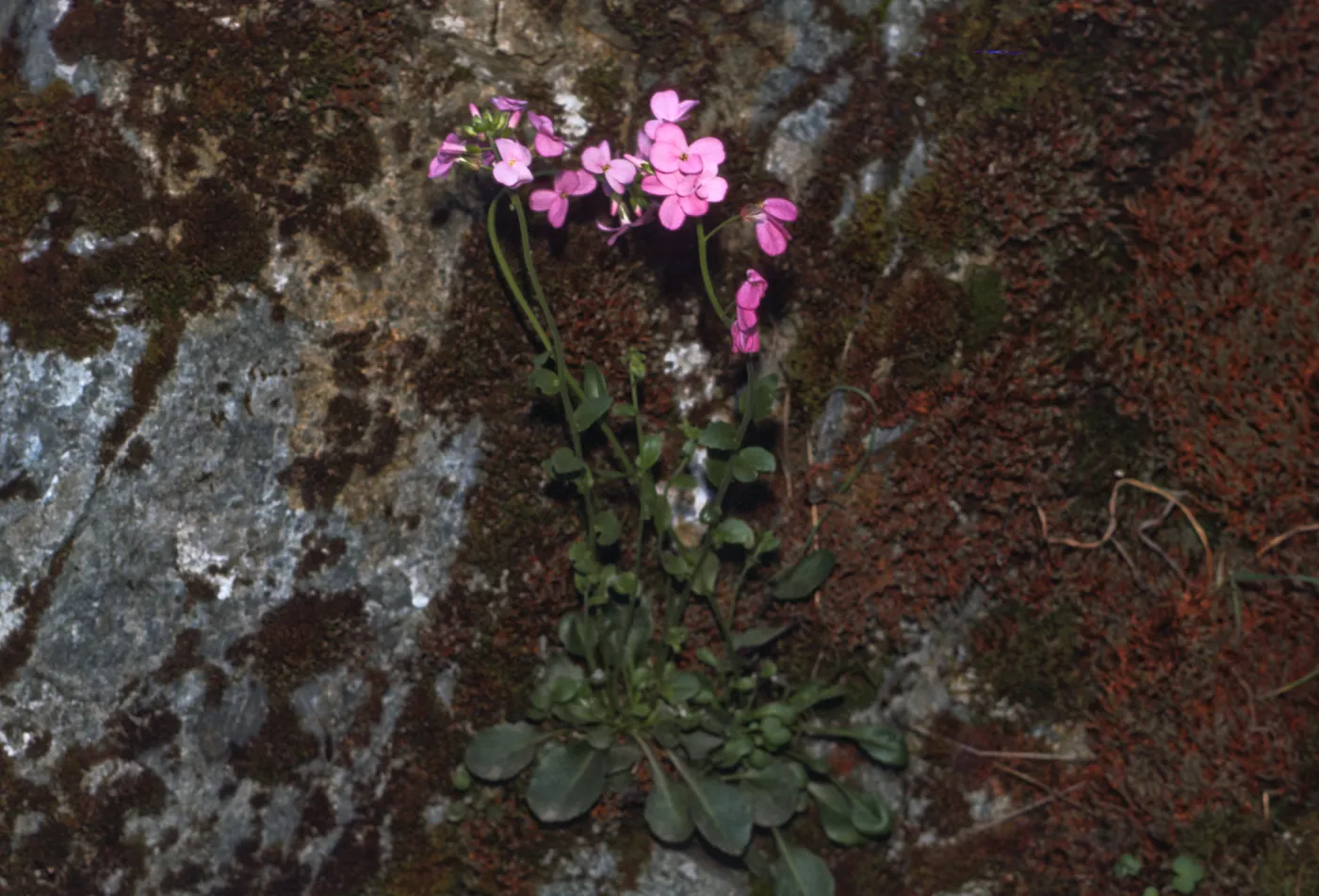 Arabis modesta, cruciforme, Rogue River Canyon