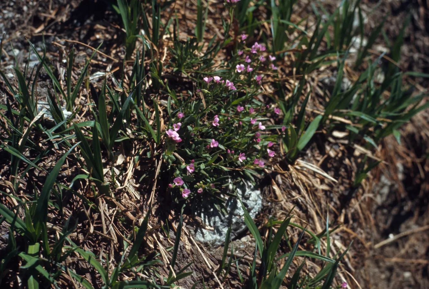 Arabis microphylla, Wallowa County, Oregon