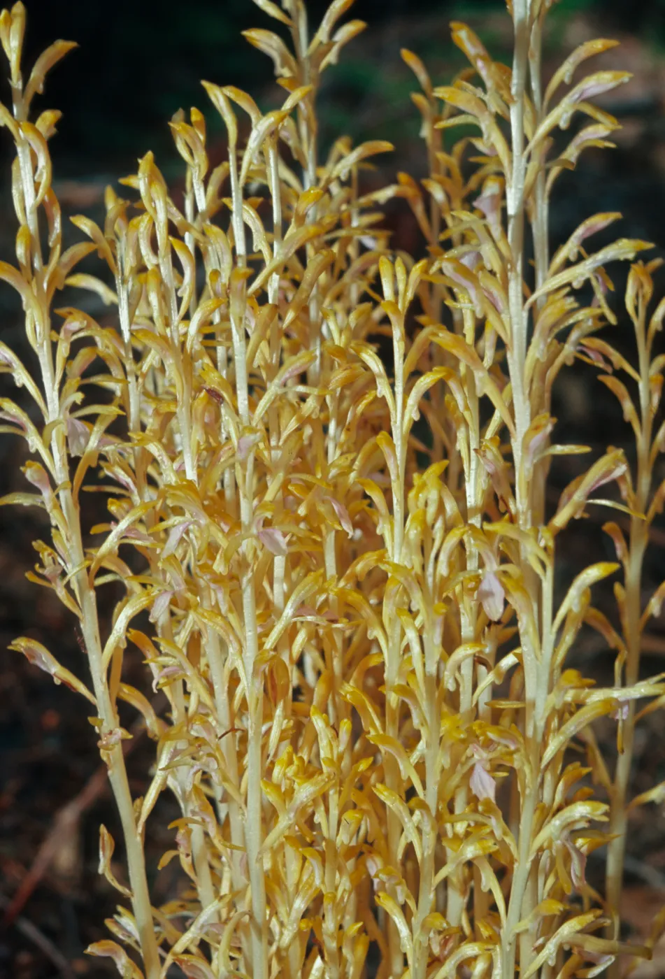 Corallorhiza mertensiana, Del Norte County, California