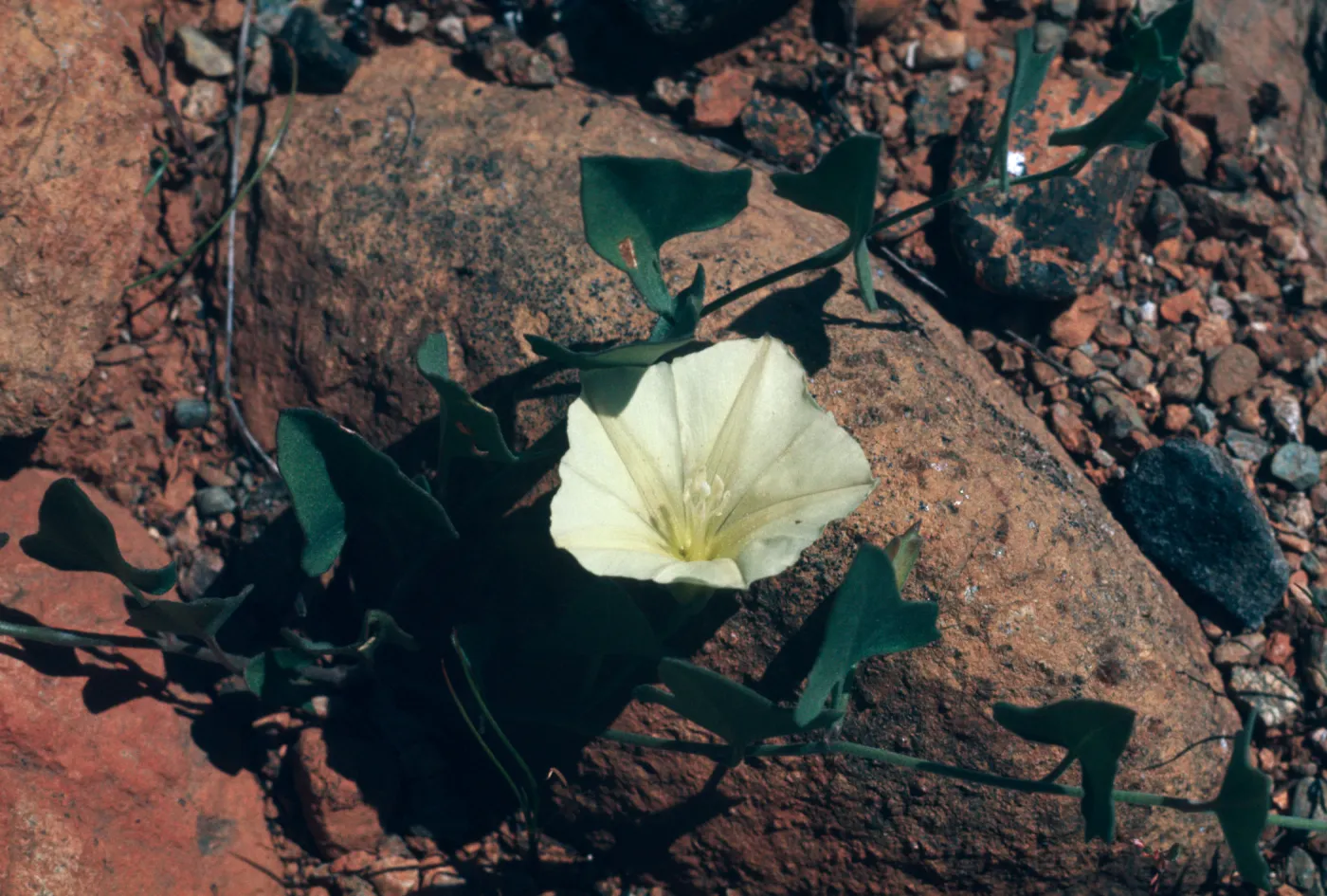 Convolvulus polymorphus, Morning glory, Cave Junction, Oregon