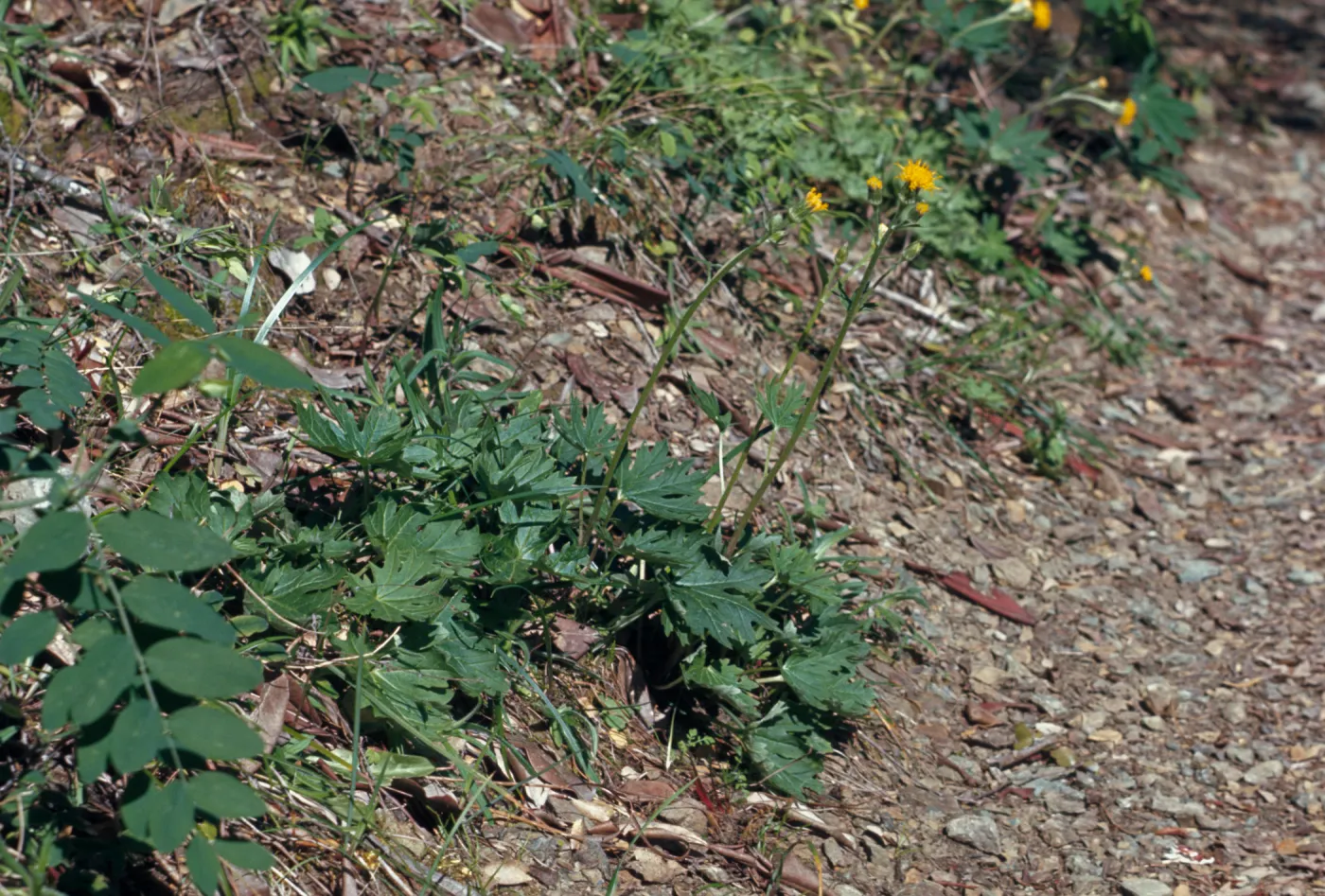Cacaliopsis nardosmia, Silver-crown, Josephine County, Oregon