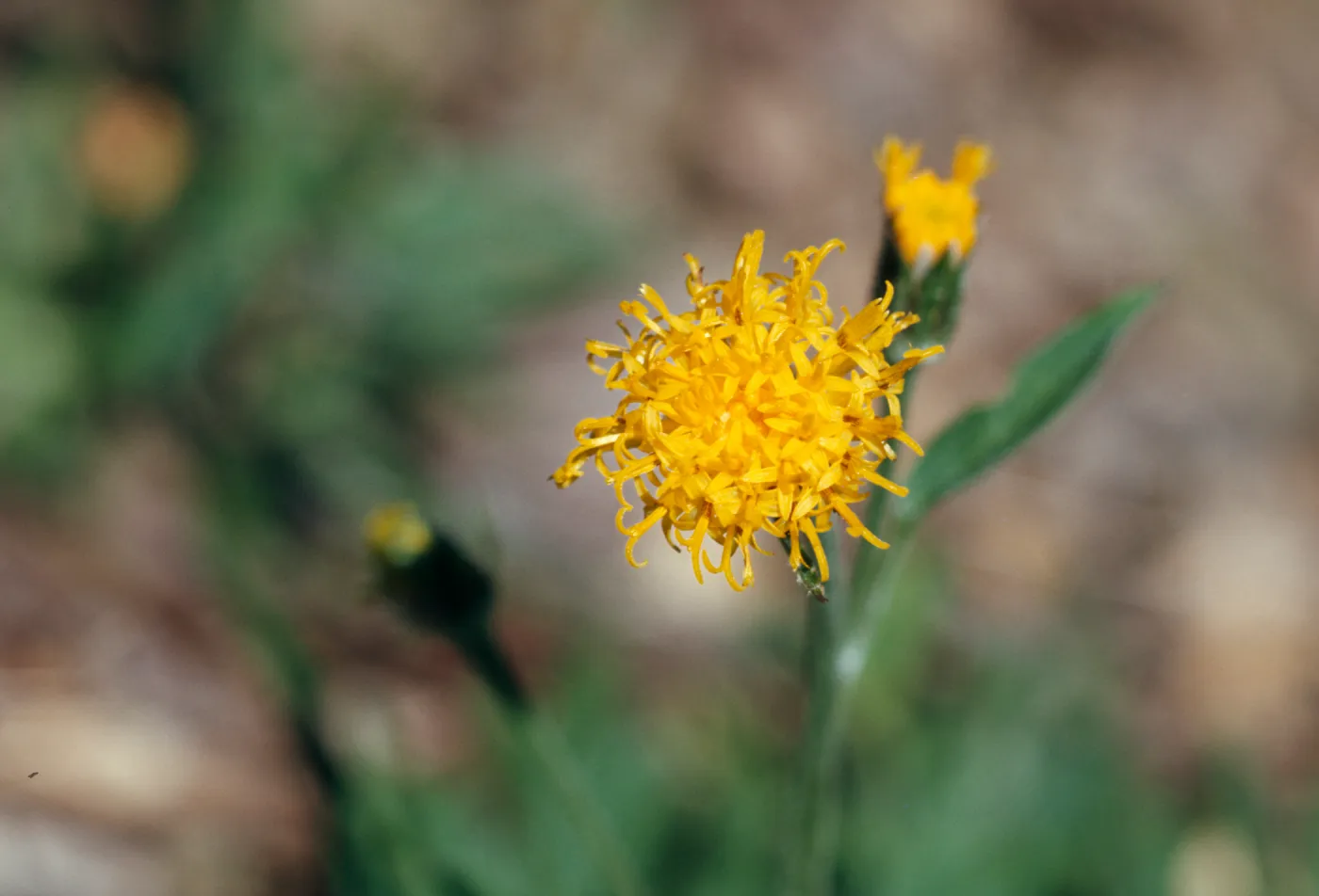 Cacaliopsis nardosmia, Silver-crown, Josephine County, Oregon