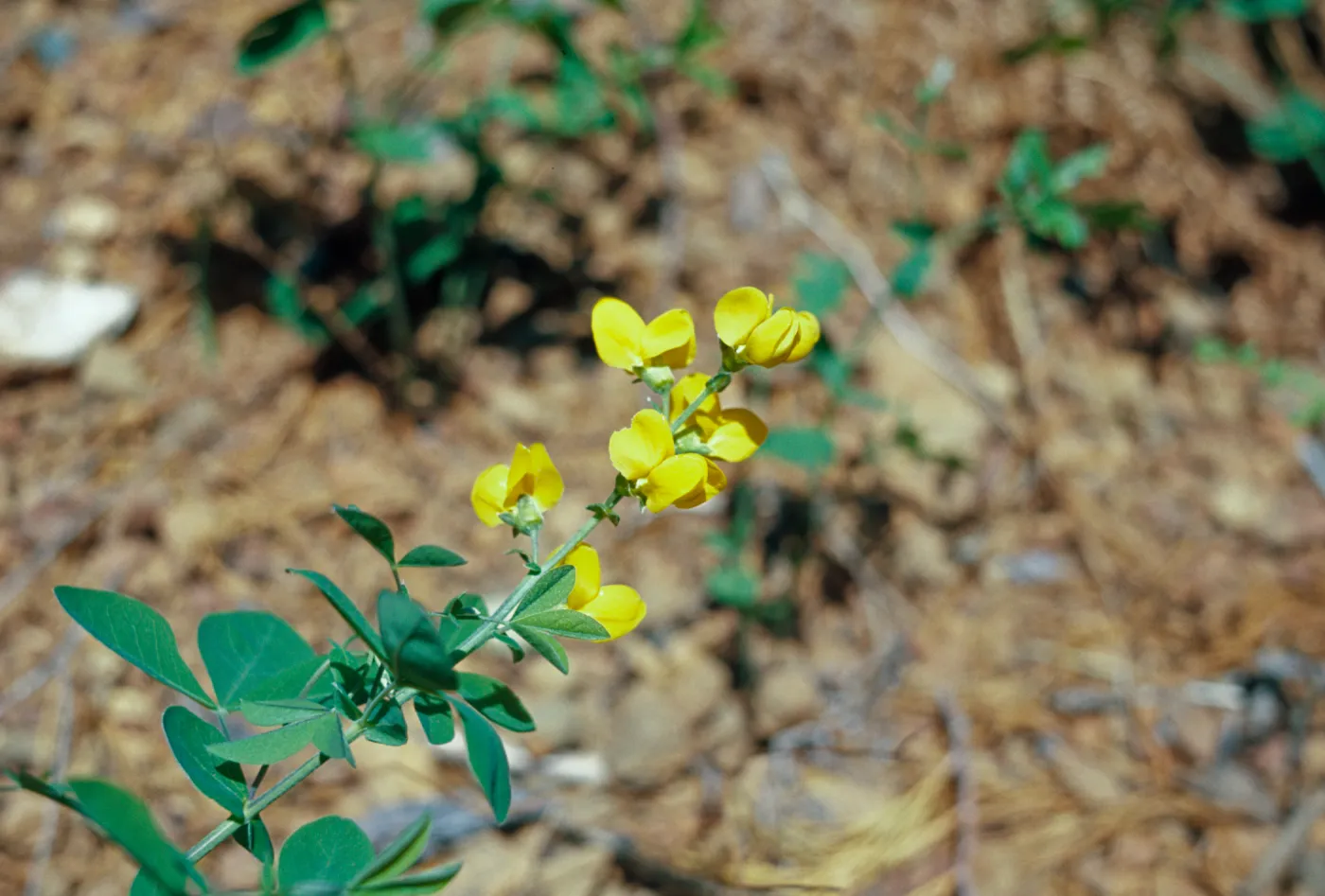 Thermopsis gracilis, Slender Thermopsis, Josephine County, Oregon