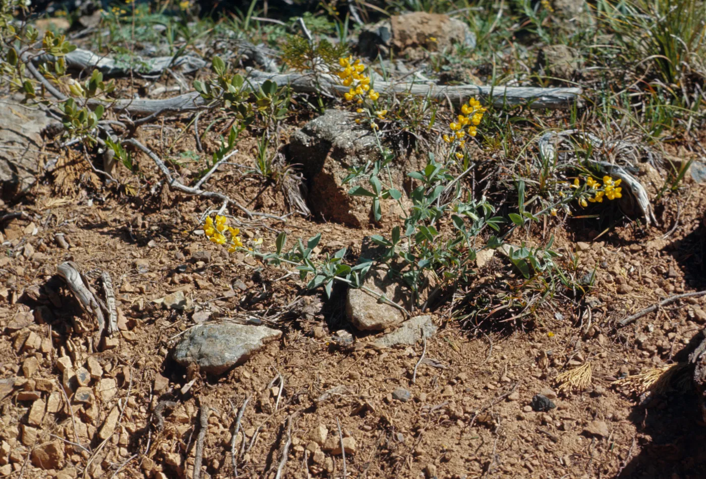 Thermopsis gracilis, Slender Thermopsis, Josephine County, Oregon