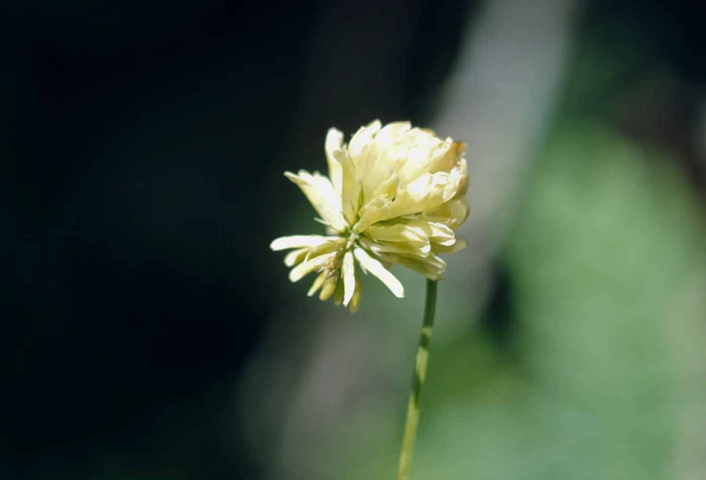 Trifolium howellii, Howells clover, Josephine County, Oregon